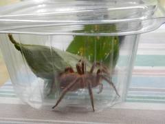 Phoneutria boliviensis