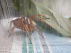 Phoneutria boliviensis