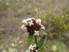 Mitracarpus frigidus