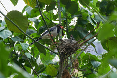 Urocissa erythroryncha