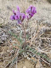 Oxytropis besseyi