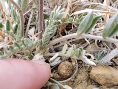 Oxytropis besseyi