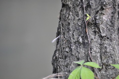 Argia tibialis