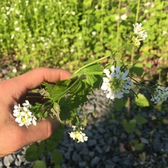 Alliaria petiolata
