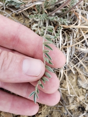 Oxytropis besseyi