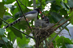 Urocissa erythroryncha