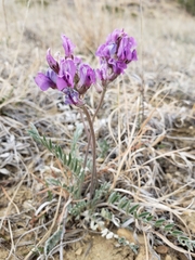 Oxytropis besseyi