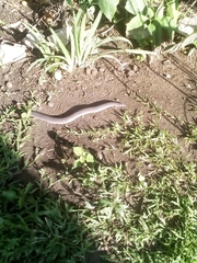 Dermophis mexicanus