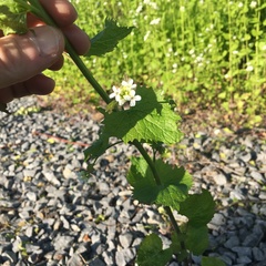Alliaria petiolata