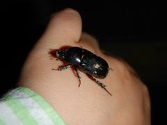 Dynastinae
