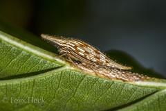 Polyglypta