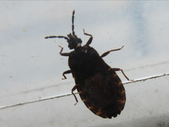 Neuroctenus castaneus