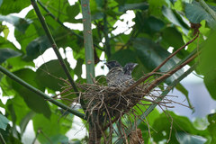 Eudynamys scolopaceus