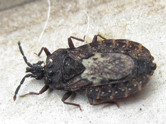Neuroctenus castaneus