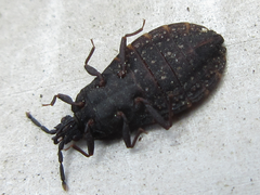 Neuroctenus castaneus