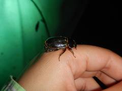 Dynastinae
