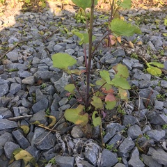 Alliaria petiolata