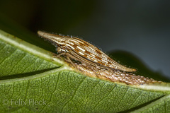 Polyglypta