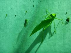 Stilpnochlora incisa