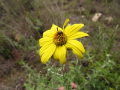 Asteraceae