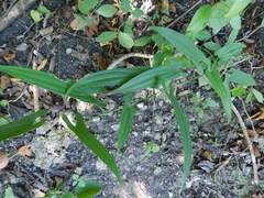Dioscorea pilosiuscula