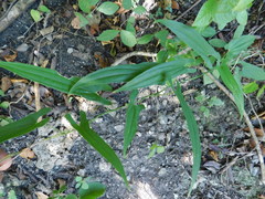 Dioscorea pilosiuscula