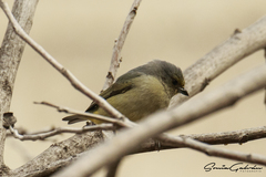 Euphonia affinis