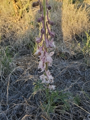 Delphinium wootonii