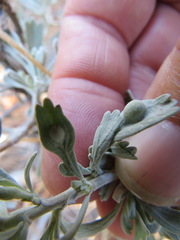 Rhopalomyia tumidibulla