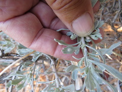 Rhopalomyia tumidibulla
