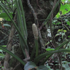 Monsteroideae