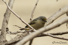 Euphonia affinis