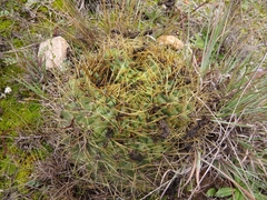 Matucana aureiflora