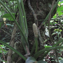 Monsteroideae