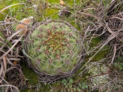 Matucana aureiflora