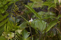 Peltandra sagittifolia