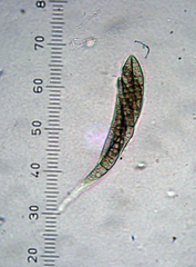 Navicella