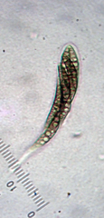 Navicella