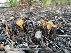 Agaricales