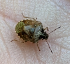 Trichopepla