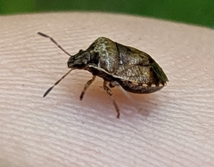 Trichopepla