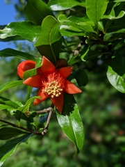 Punica granatum