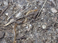Geophilus regnans
