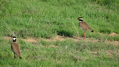 Vanellus tectus
