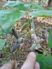 Amphibolips acuminata