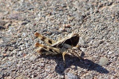 Boopedon flaviventris