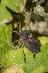 Anasa scorbutica