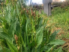 Rumex acetosa