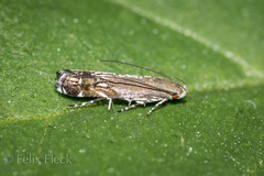 Anacampsis