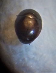 Acritus nigricornis